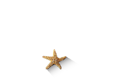 Diseño-Tráfico-Caribe-Estudio-Playa-del-Carmen-Logotype_Design